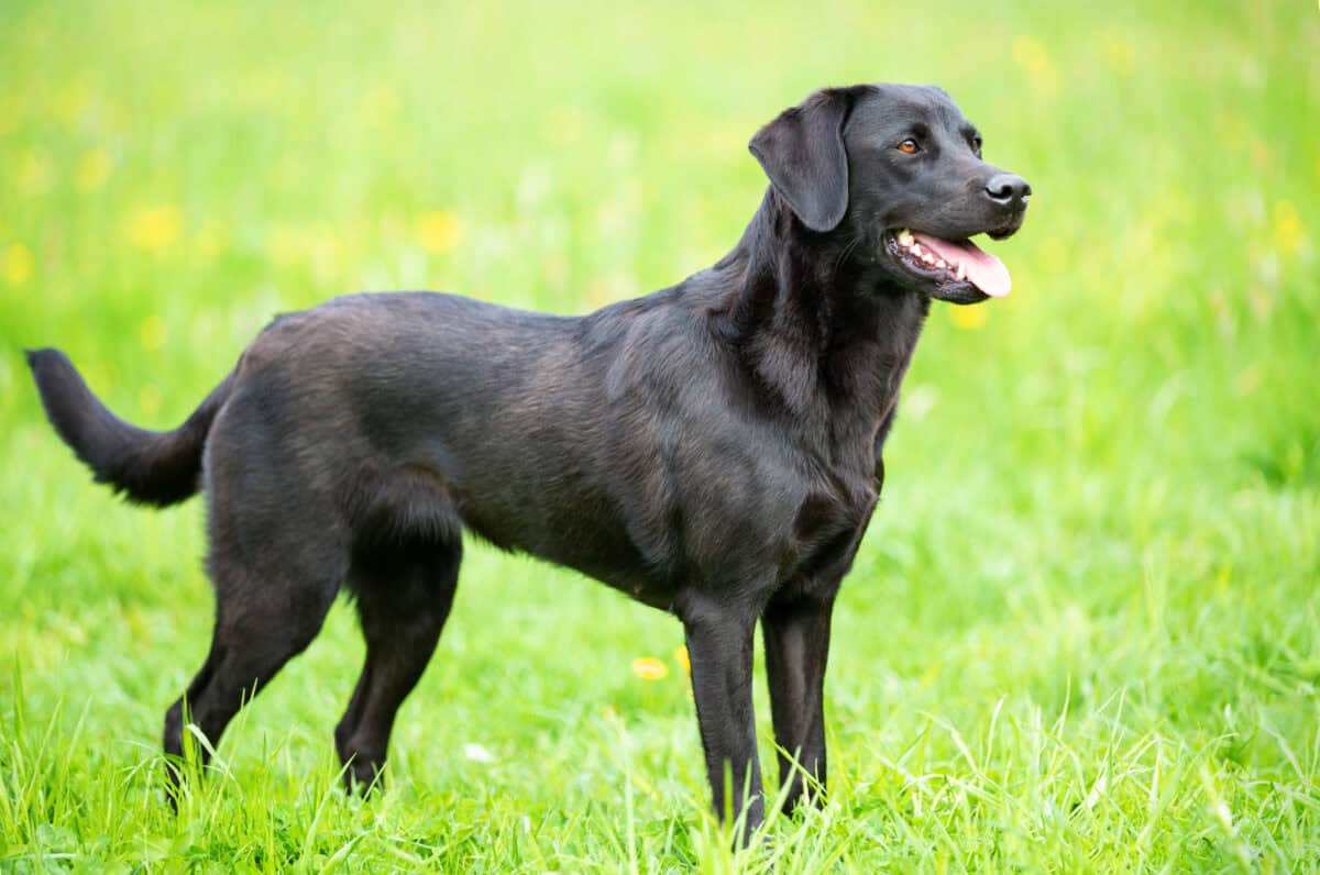 Labrador noir retriever sur l'herbe.