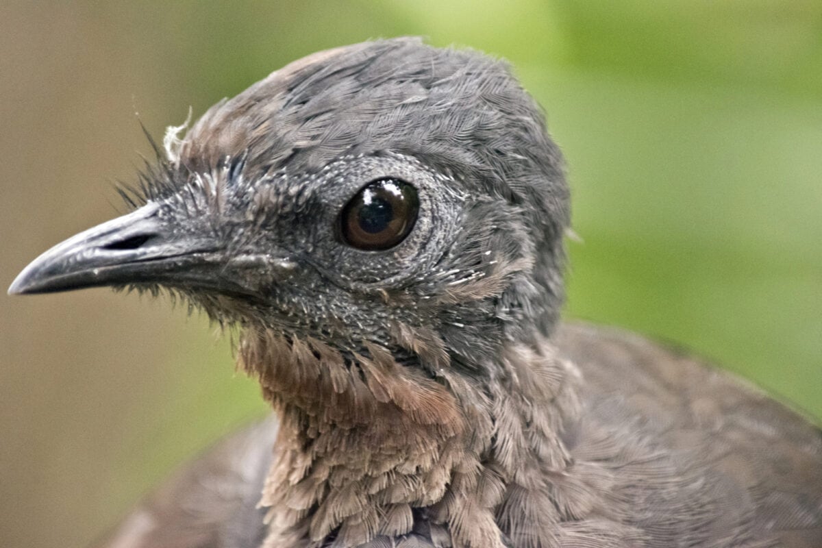 Un oiseau lyre