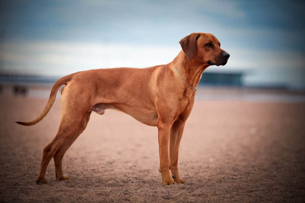 Rhodesian Ridgeback
