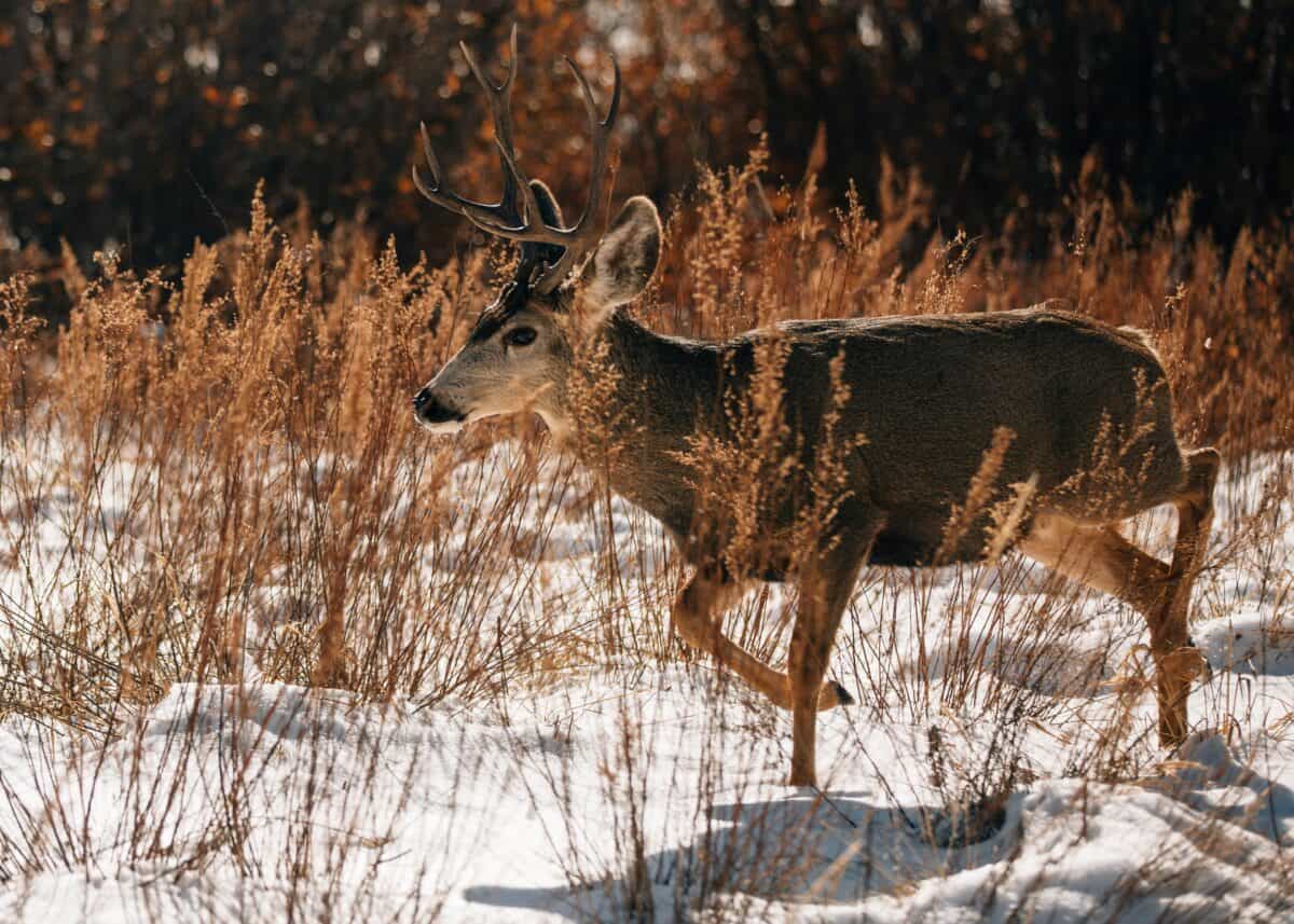Un cerf errant dans les bois.