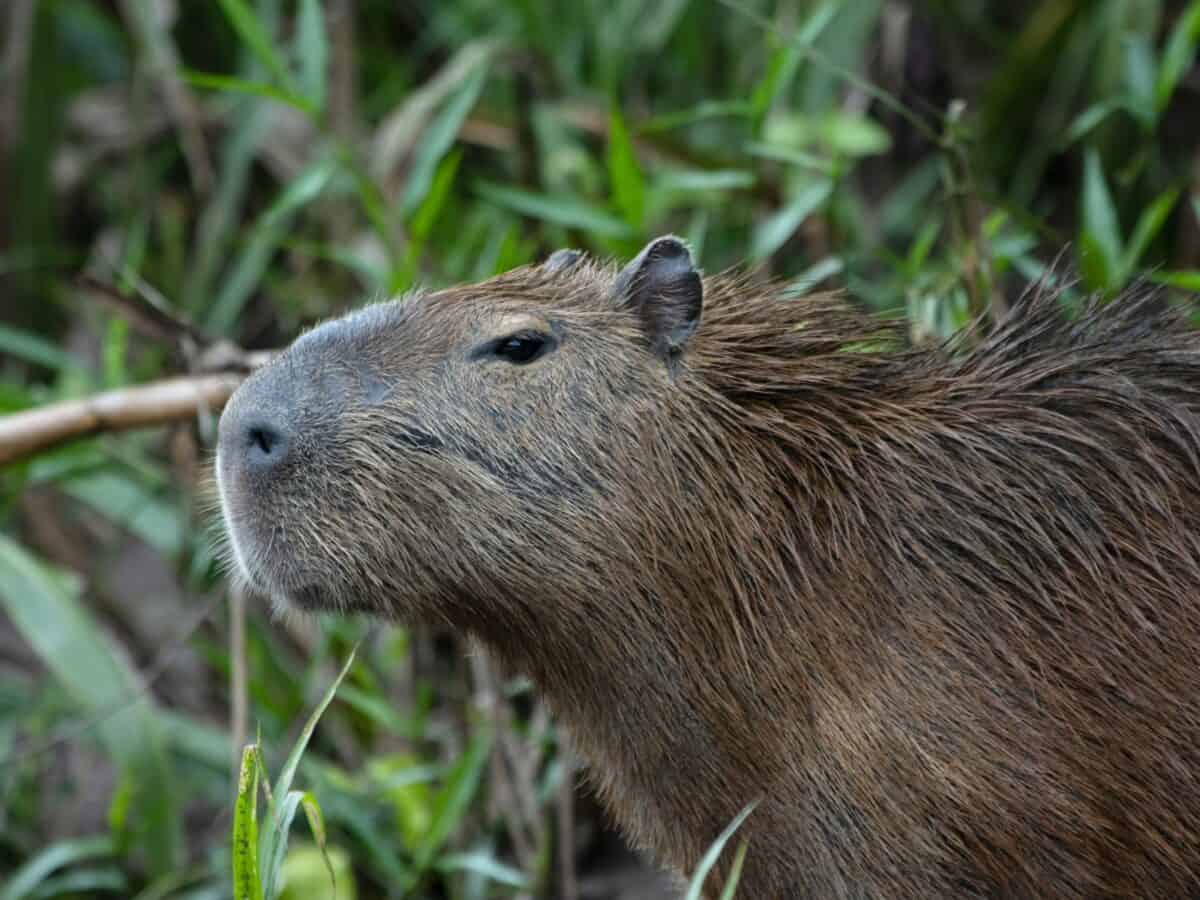 un gros plan d'un capybara dans un champ