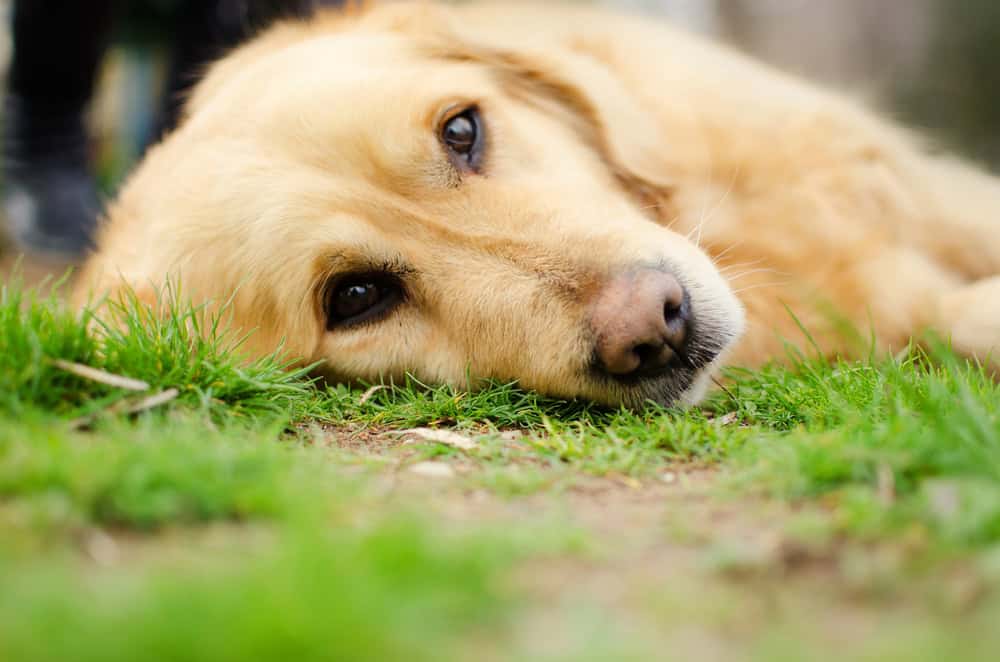 Chien Retriever couché sur le côté regardant la caméra