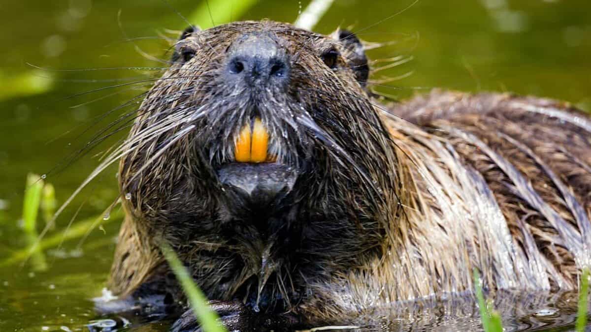 Gros plan d'un castor dans un étang, montrant ses dents proéminentes alors qu'il tient un morceau de bois, démontrant son comportement caractéristique.