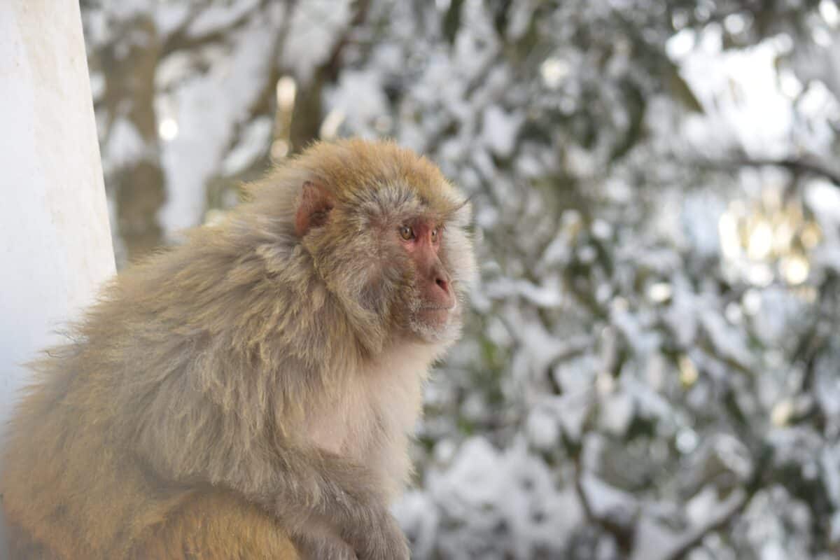 Singe des neiges