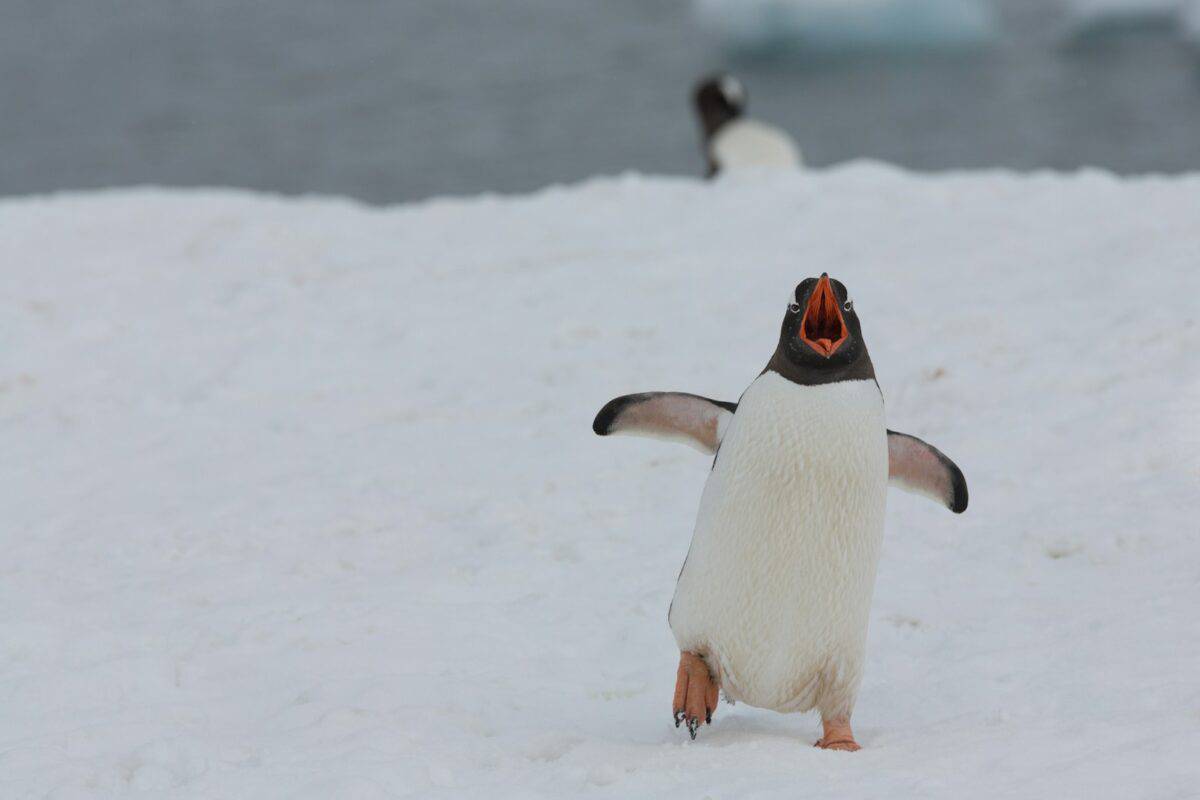 pingouin blanc et noir sur un sol couvert de neige pendant la journée
