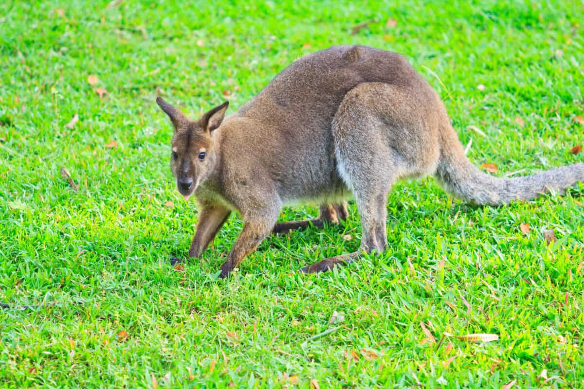 Kangourou