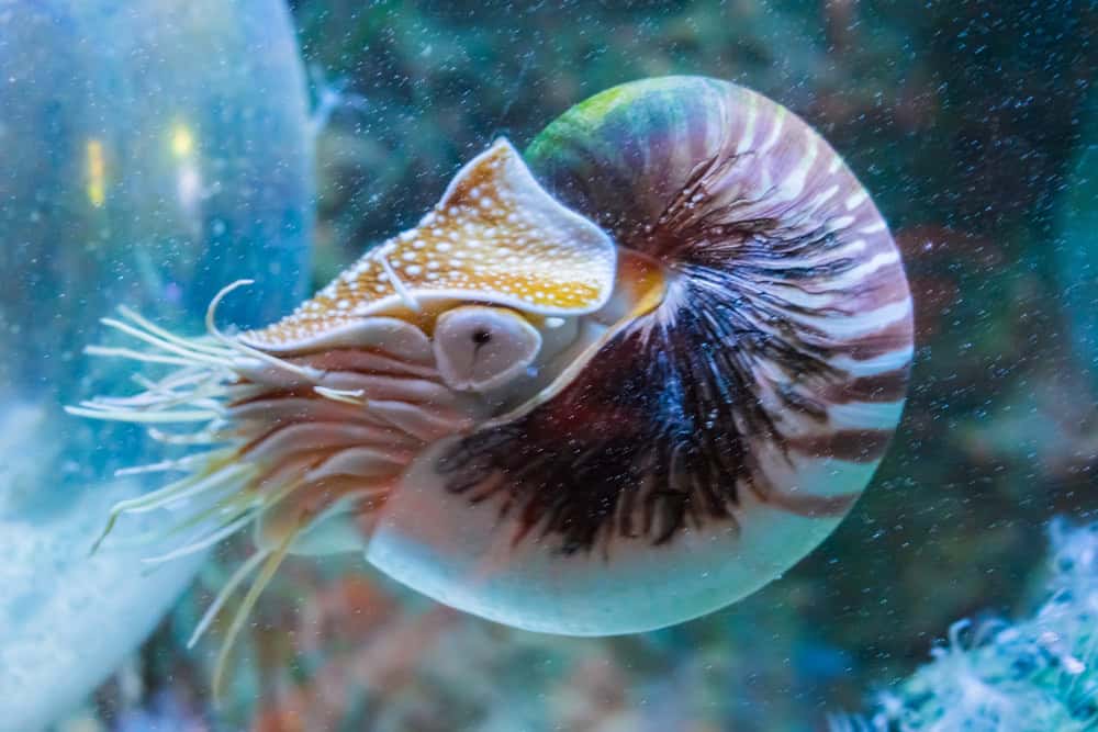 Rare portrait de la vie marine tropicale d'un céphalopode nautilus