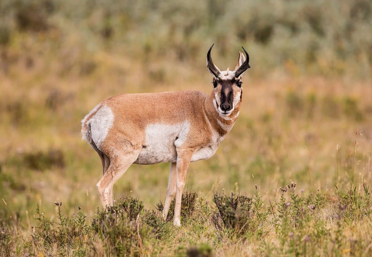 antilope