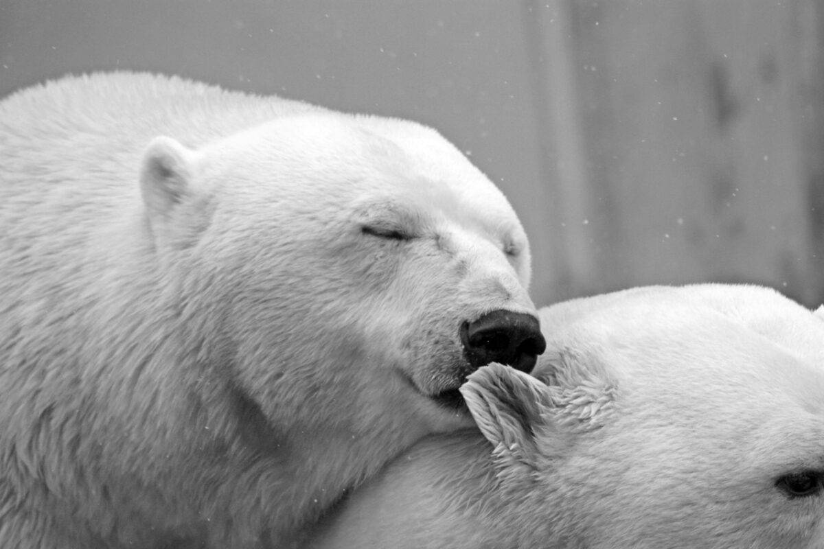 ours blanc
