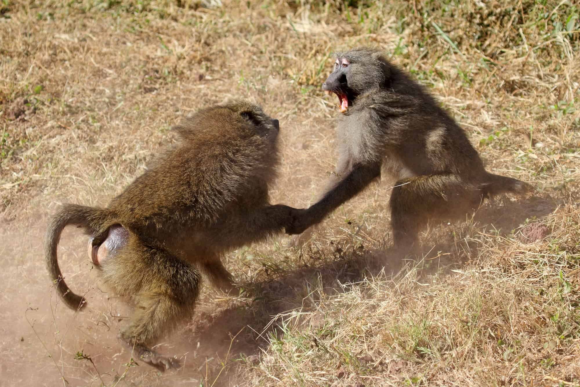 Babouins olive mâles (Papio Anubis) combattant